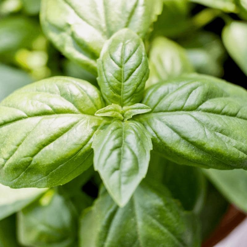 Basil