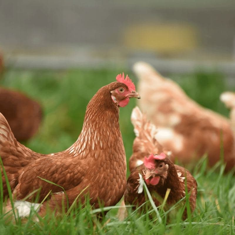 Chicken