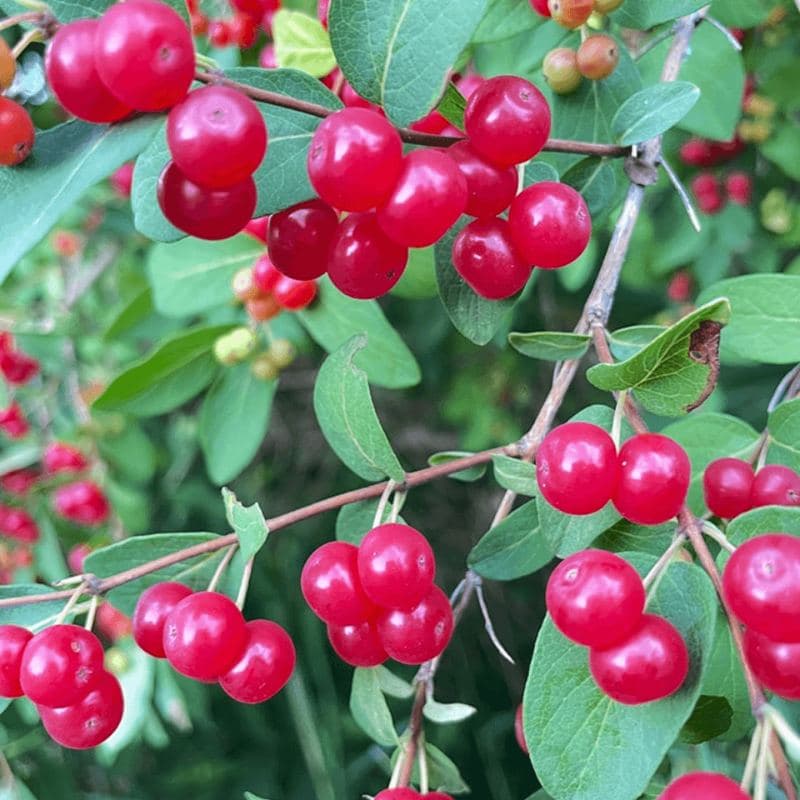 Lingonberries