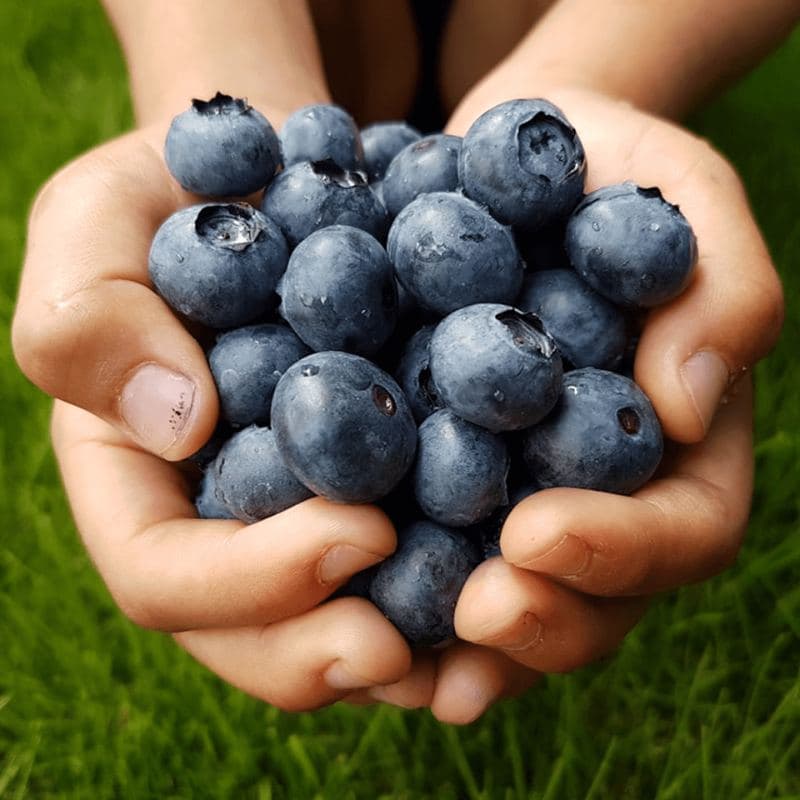 Blueberry